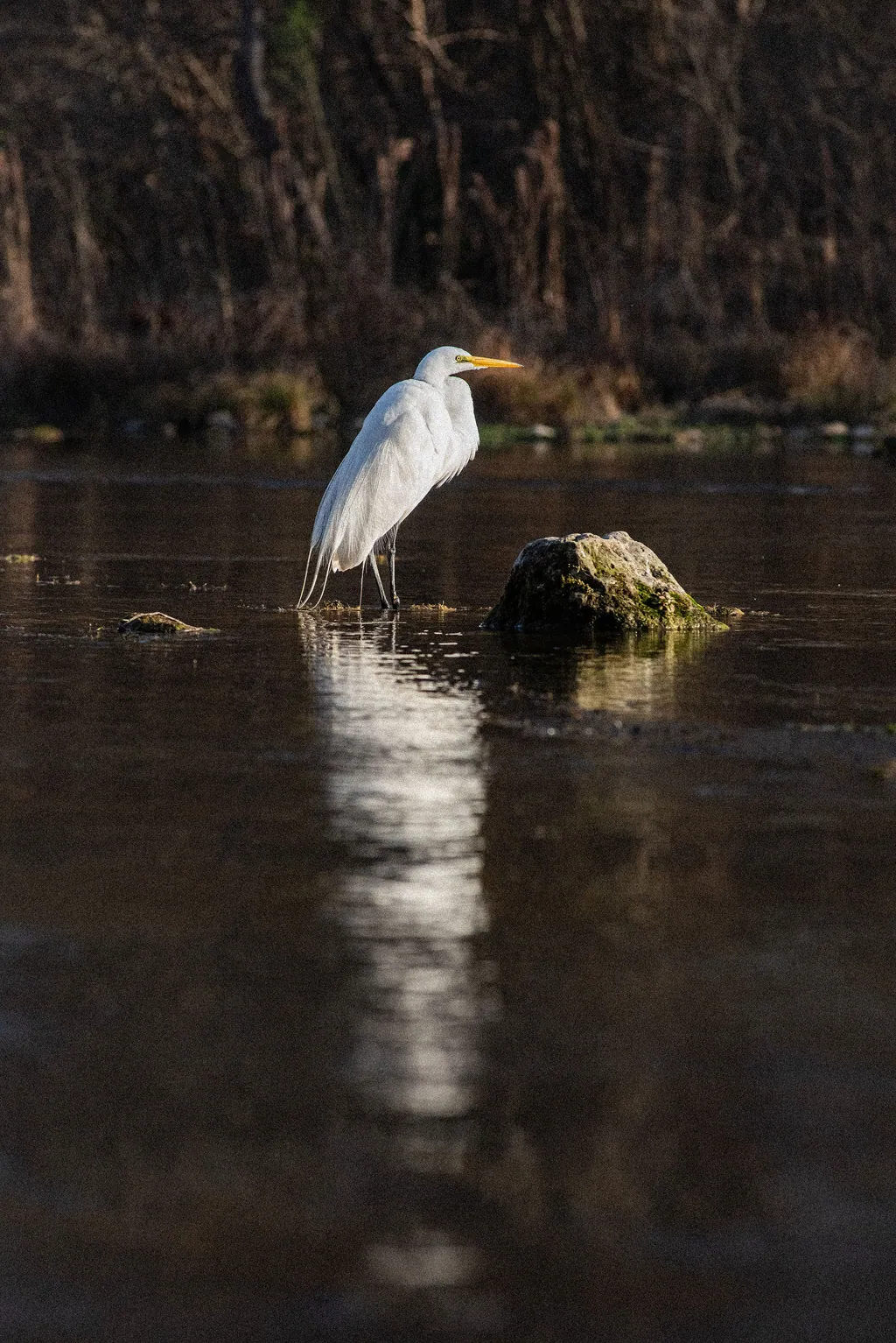 A white egret standing in dark water