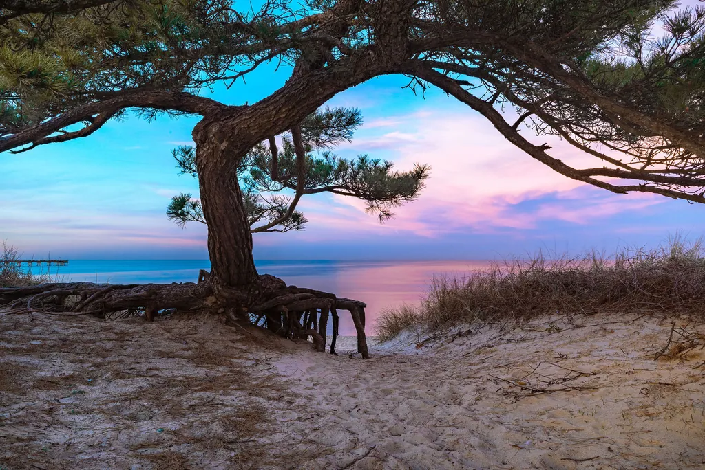 A wind-shaped tree on a beach under a pink dusk sky
