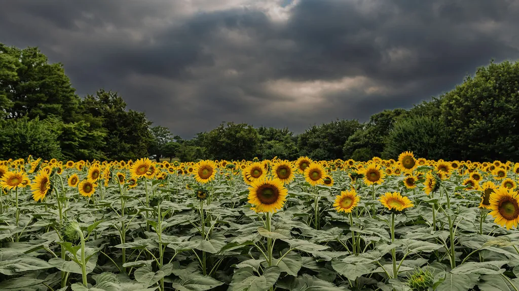Rows of sunflowers stretching toward a line of trees